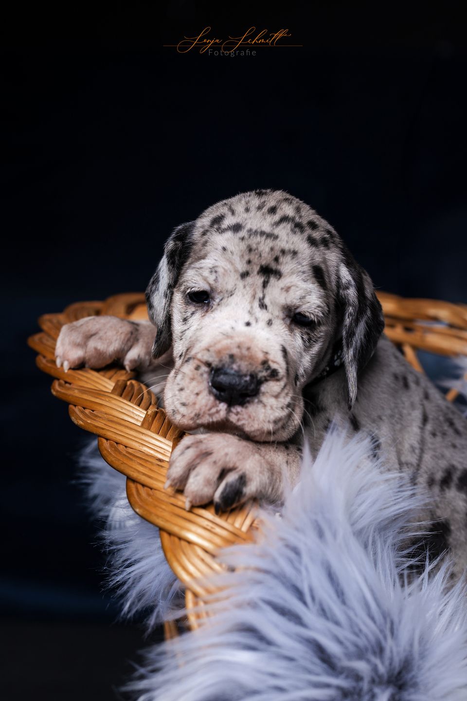 Doggenwelpe in einem Korb