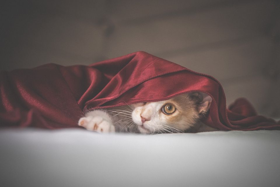 Katze unter einer roten Decke