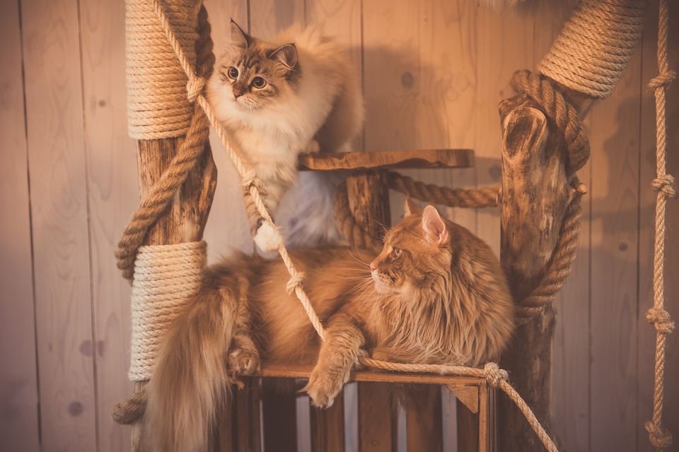 Maine-Coon-Katzen auf einem Kratzbaum