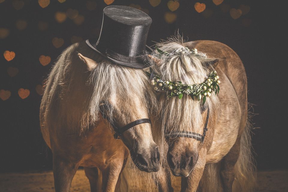 Zwei Ponys als Valentinspaar